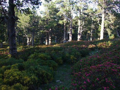 Grand Parcours pyr�n�en au Canigou - juillet 08 �P.Bonnard