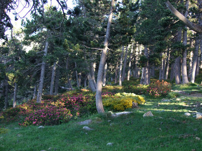 Grand Parcours pyr�n�en au Canigou - juillet 08 �P.Bonnard