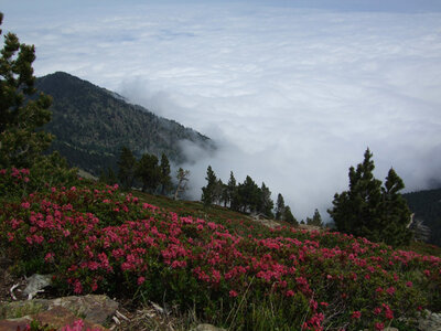 Grand Parcours pyr�n�en au Canigou - juillet 08 �P.Bonnard