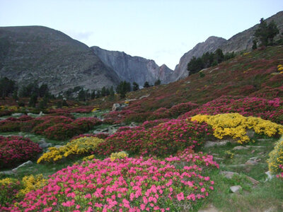 Grand Parcours pyr�n�en au Canigou - juillet 08 �P.Bonnard