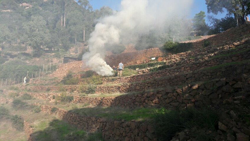 Restanques de la Maison forestière des 3 Termes, au cœur du massif : arrachage et élimination de la menthe poivrée par des feux maîtrisés, un invasif que ONF souhaitait éliminer © Jean-Jacques Bianchi Restanques de la Maison forestière des 3 Termes, au cœur du massif : arrachage et élimination de la menthe poivrée par des feux maîtrisés, un invasif que ONF souhaitait éliminer © Jean-Jacques Bianchi