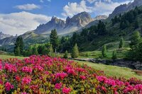 Fleurs en Clarée Fleurs en Clarée