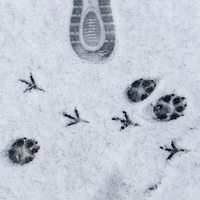 Le club alpin Grenoble Oisans organise une conférence sur la biodiversité hivernale Le club alpin Grenoble Oisans organise une conférence sur la biodiversité hivernale