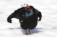 Tétras-Lyre ©Shutterstock Tétras-Lyre ©Shutterstock