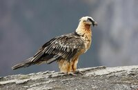 Gypaète barbu ©Shutterstock Gypaète barbu ©Shutterstock